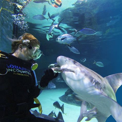 Aquarium encounters in marathon - Experience the up-close excitement of a shark feeding! As one of our main attractions, our Predator Reef Tank is a shark aquarium uniquely situated as an extension of our Coral Reef Encounter. The Predator Reef Tank is safely separated from participants in the Coral Reef Encounter by thick plexiglass windows. Buy Your Park Admission Ticket. 